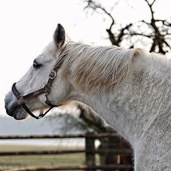 Černý jezdec, bílý kůň Audiokniha