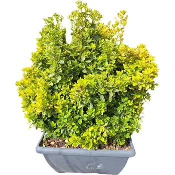 Sazenice Brslen japonský 'Elegant. Aureus' ŠPALÍR, kontejner 80l