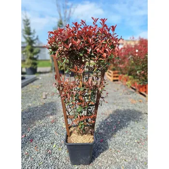 Sazenice Photinia fra.´Carre Rouge´ - Blýskavka - ŠPALÍR 120x80cm, ko18l