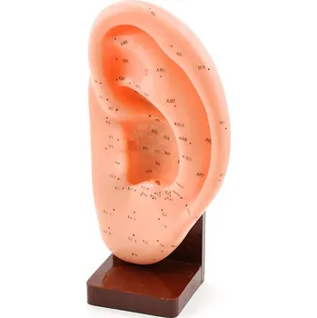 Dámské spodní prádlo Vzdělávací model levého ucha s akupunkturními body