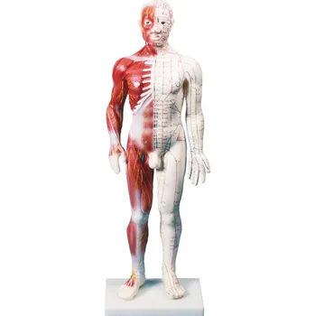 anatomický model Anatomická akupunkturní figurína se svalstvem, Dual Insight 60 cm