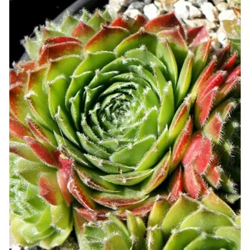 Sazenice Netřesk střešní ´CASSIOPEA´ kont. 0,5 l