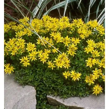 Sazenice Rozchodník ´CZARS GOLD´ kont. 0,5 l