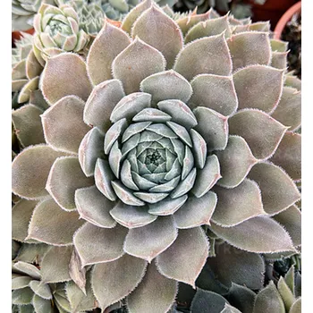 Sazenice Netřesk ´AQUILA´ kont. 0,5l