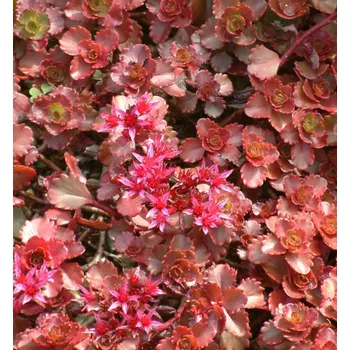 Sazenice Rozchodník pochybný ´PURPUREUM´ kont. 0,5 l