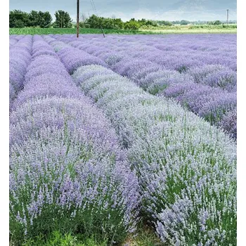 Sazenice Levandule prostředná ´GRAPPENHALL´ kont. 0,5 l