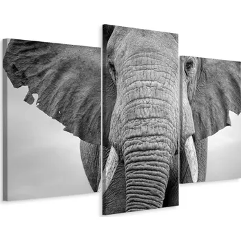 Obraz Obraz Tryptych SLON Divoké Zvíře 3D Efekt 90x60