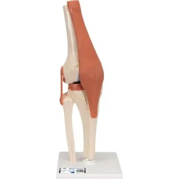 Model lidského kolenního kloubu s vazbami a označenou chrupavkou (Anatomické modely)