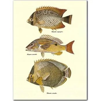 Obraz Tropické ryby plakát obraz 30x40 cm