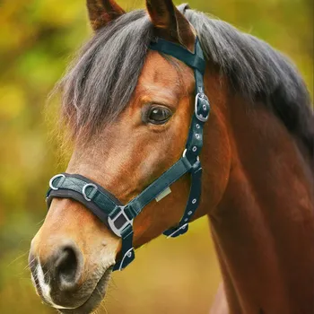 Bezudidlová Ohlávka Waldhausen Economic