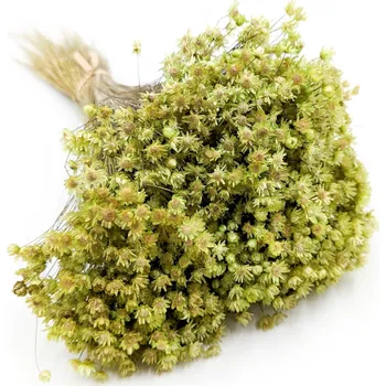 umělá květina Glixia Sušená - (Gliksja Marcela) - Zelená