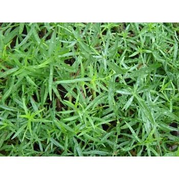 Semeno Pelyněk estragon 'Mexico' - Artemisia dracunculus 'Mexico'