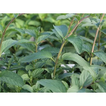 Koření Máta švýcarská Balení: kontejner p14 Mentha x piperita 'Swiss'