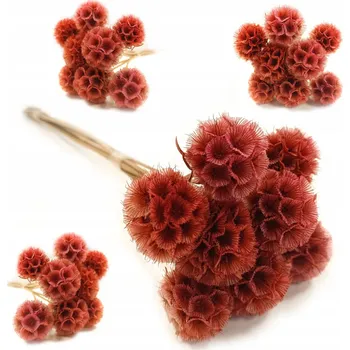 Scabiosa Stellata Driakiew Stabilizowana RŮŽOVÁ dekorativní SUŠENÁ (Hvězdice nachová) - stabilizovaná, sušená, RŮŽOVÁ dekorace