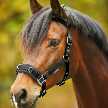 Bezpečnostní kamera Bezudidlová Ohlávka Waldhausen Economic