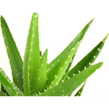 Sazenice Aloe pravá kontejner p24