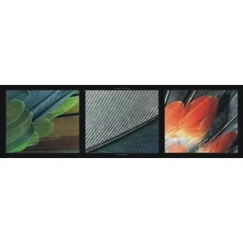 Obraz Plakát s peřím 60x20cm