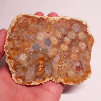 Drahý kámen Fosilní korál z Indonésie 103x79mm