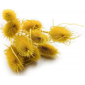 umělá květina Bodlák Suchý bodlák Dipsacus žlutý kytice