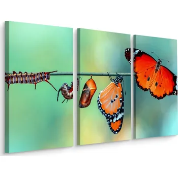 Obraz Obraz Tryptych MOTÝLI Housenky zblízka 3D 60x40