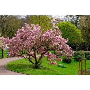 Fototapeta Fototapeta 3D do obýváku strom magnolie 60x90