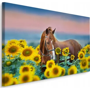 Obraz Obraz Canvas KŮŇ Pole Slunečnic Příroda 70x50