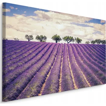 Obraz Obraz levandulové pole 30x20 /71043482