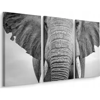 Obraz Obraz Triptych SLON Zblízka Zvíře Příroda 60x40