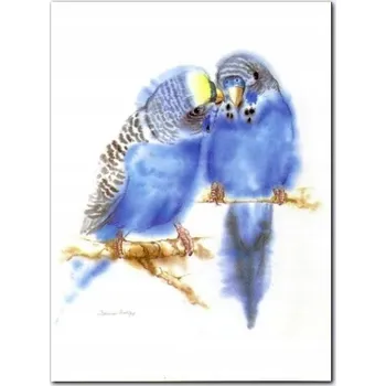 Obraz Andulka vlnkovaná / Werner Vogel - plakát obraz 30x40cm