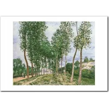 Obraz Topoly na břehu plakát obraz 70x50 cm