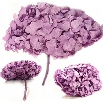 Obraz Hortensja Stabilizowana Hydrangea FIALOVÁ sušená pro dekoraci kytic