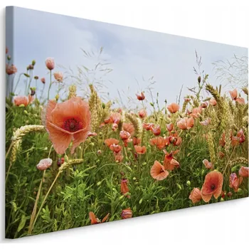 Obraz Obraz Máky na louce 40x30 /25017123