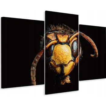 Obraz Obraz Tryptych Sršeň - Hmyz zblízka - Dekorace 60x40 cm