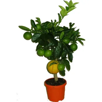 Sazenice Pomeranč Pomerančovník ORANGE - ARANCIO - plodí sladké plody