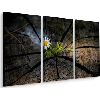 Obraz Obraz Triptych KVĚT v Kmeni Stromu 3D Efekt 180x120