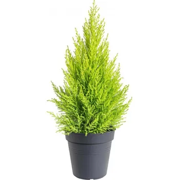 Sazenice Cupressus macrocarpa Goldcrest 60 - 90 cm