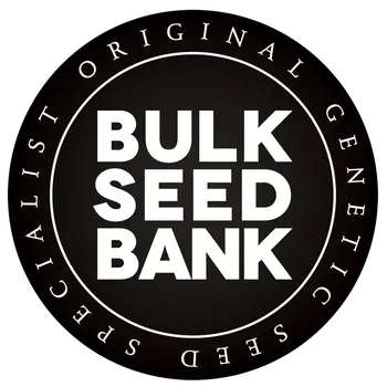 CBD Bulk Seed Bank - CBD Cheese