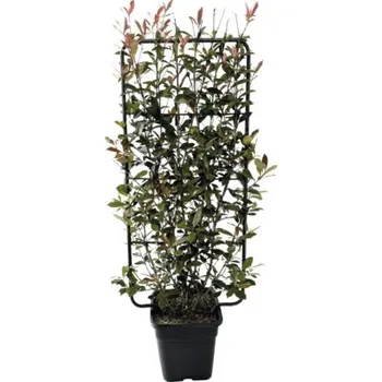 Květináč Blýskalka na mřížce FloraSelf Photinia fraseri 'Robusta Compacta' délka 65 cm šířka 35 cm výška 100-120 cm květináč 18 l