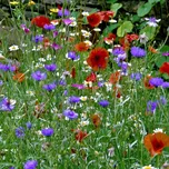 Výsevný koberec květinová směs hmyzí…