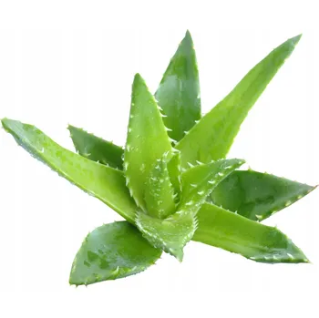 Tělový krém ALOE VERA TĚLOVÉ MÁSLO 1kg