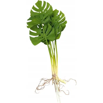 umělá květina MONSTERA KYTICE S KOŘENY REAL TOUCH KVALITA VELKÁ KYTICE SILIKONOVÁ 68 CM