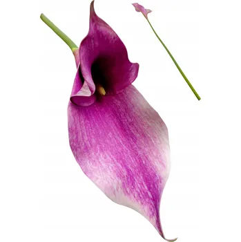 umělá květina UMĚLÁ KALA VĚTVIČKA SILIKONOVÁ DEKORACE KOMPOZICE VYSOKÁ KVALITA XXL 68 cm