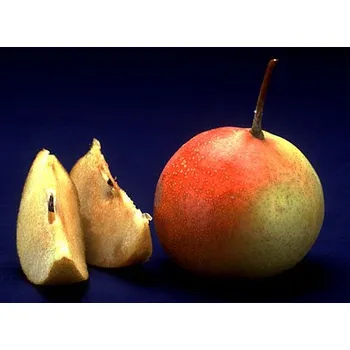 Sazenice Sorbopyrus x auricularis 'Tatarova' - HRUŠKOJEŘÁB