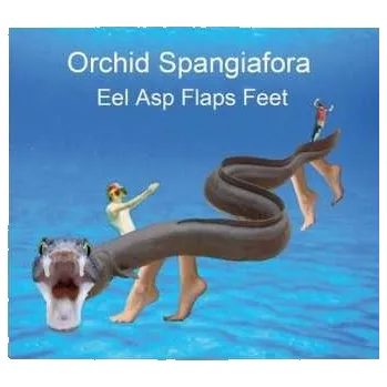Zahraniční hudba CD Orchid Spangiafora: Eel Asp Flaps Feet 2024
