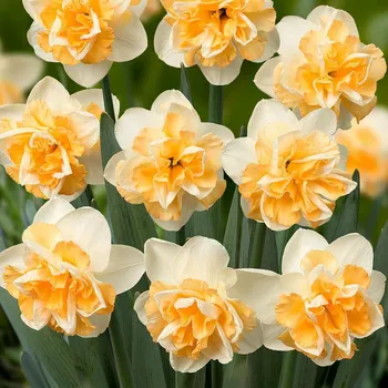 Cibulovina Narcis Golden Pearl 10 ks