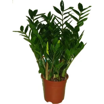 Sazenice Zamioculcas hustý keř 21 cm