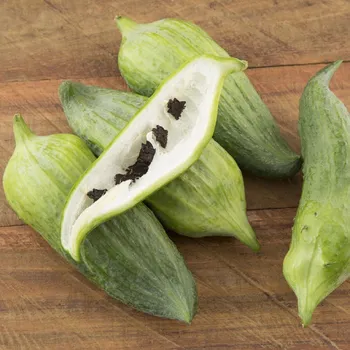 Semeno Ačokča Cyclanthera Pedata 6 ks