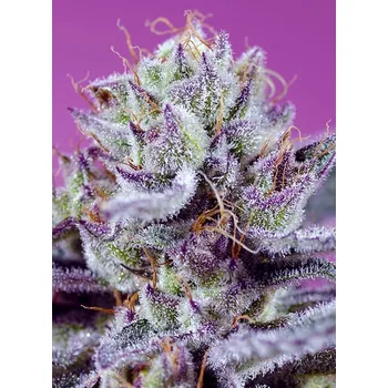 Semeno Sweet Seeds Diablo's Delight XL Auto Balení: 3+1ks