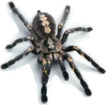 Samolepicí dekorace na vozidlo 3D samolepka na auto živočich 4