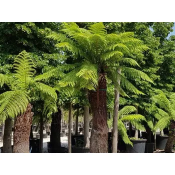 Sazenice Diksonie antarktická Balení: kontejner p12